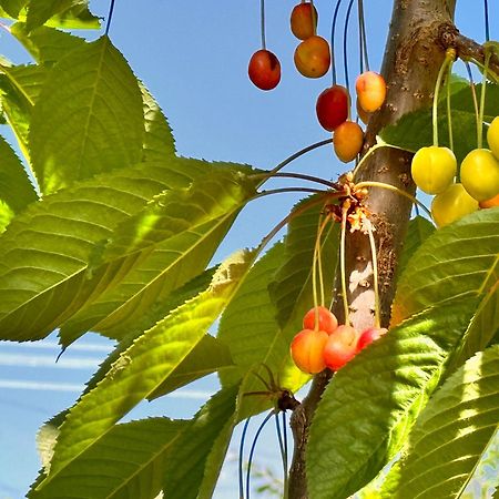 Eco House Summer Garden Kaji-Say エクステリア 写真