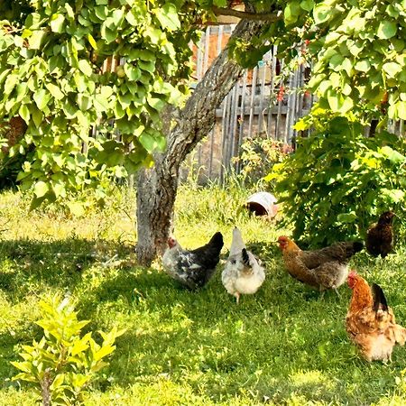Eco House Summer Garden Kaji-Say エクステリア 写真