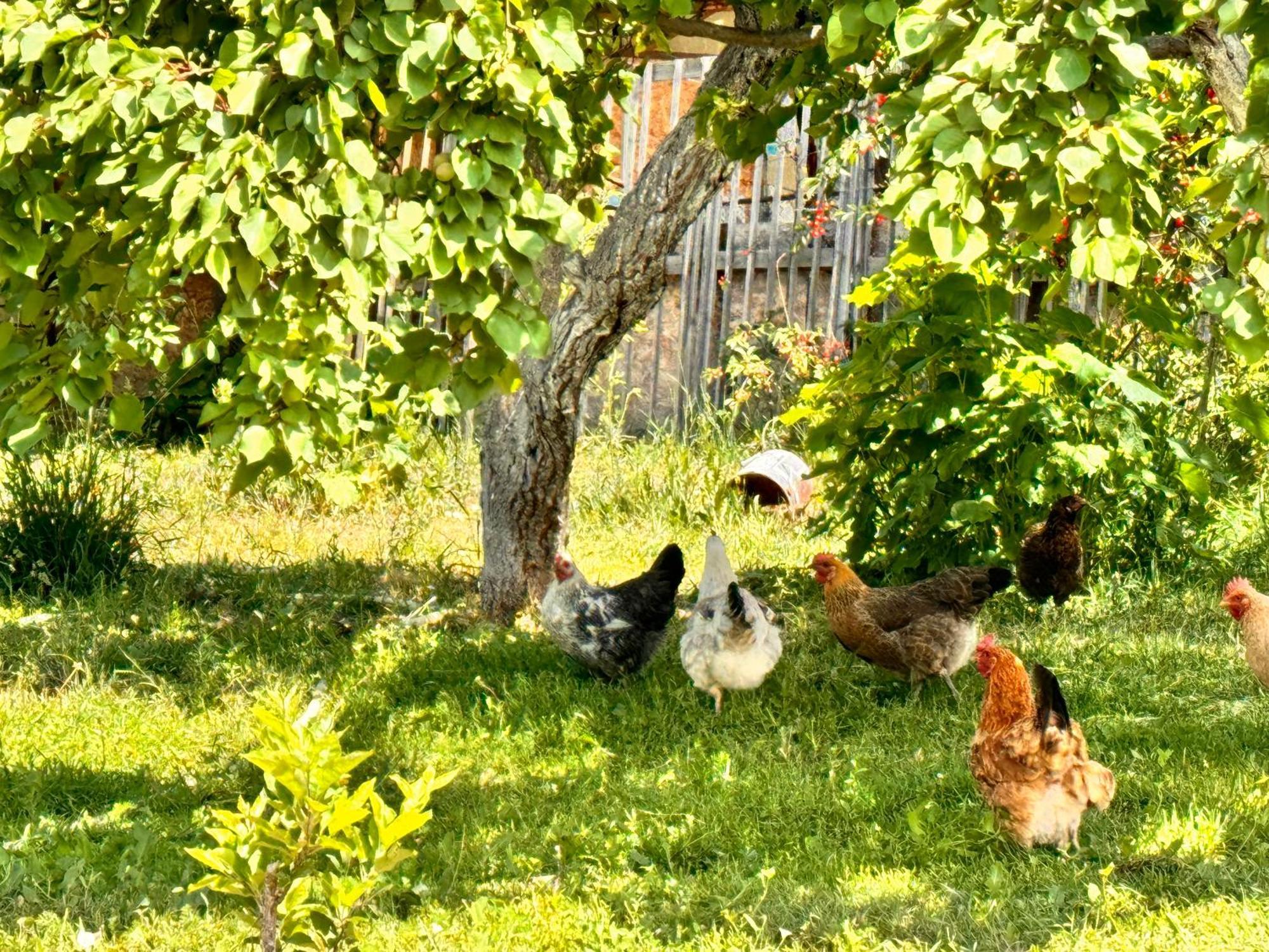 Eco House Summer Garden Kaji-Say エクステリア 写真